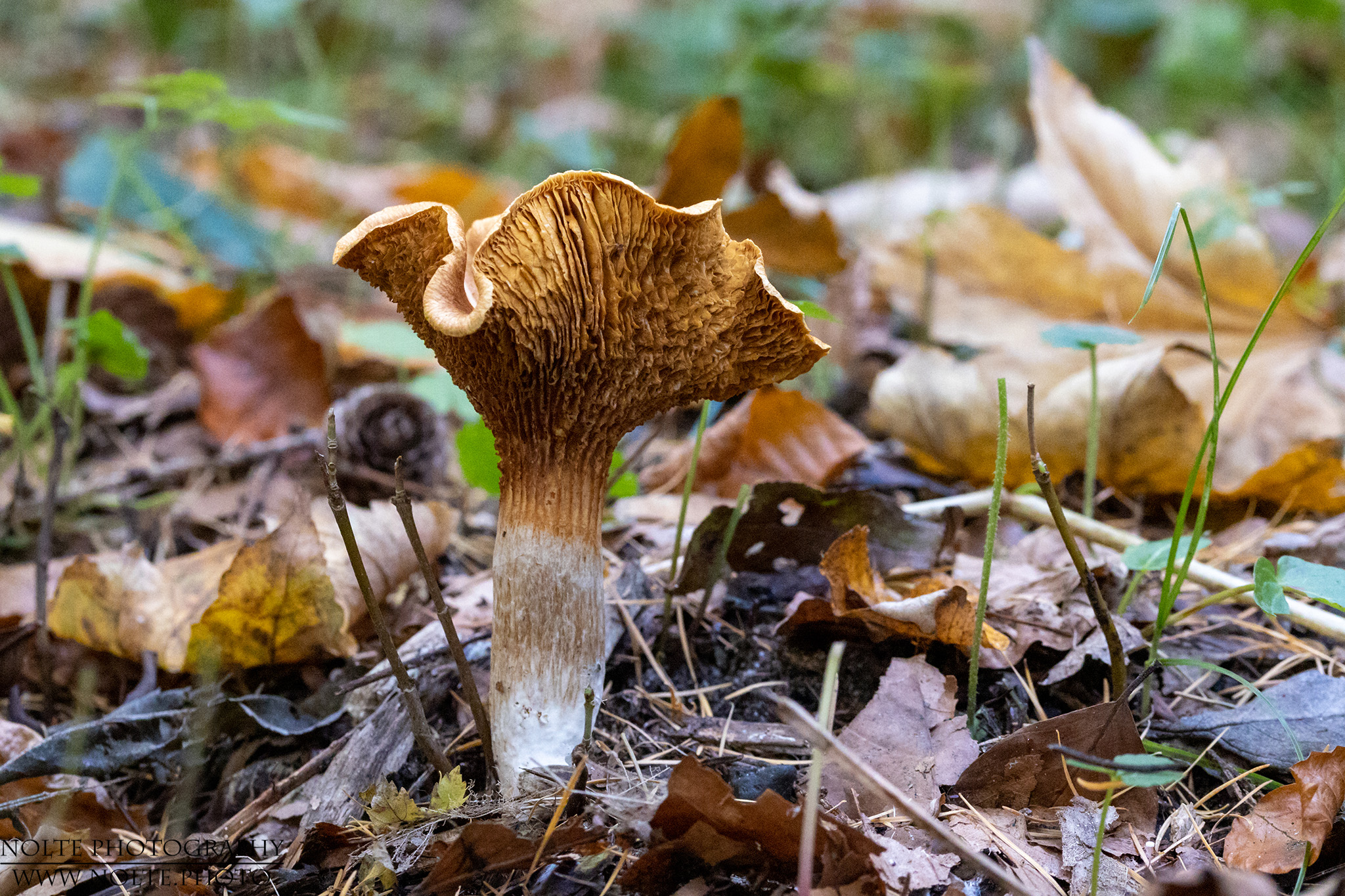 Unbekannter Pilz mit hoch stehendem Schirm
